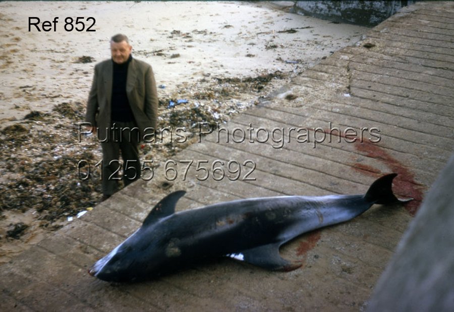 Ref 852 Dolphin washed ashore at Albion beach