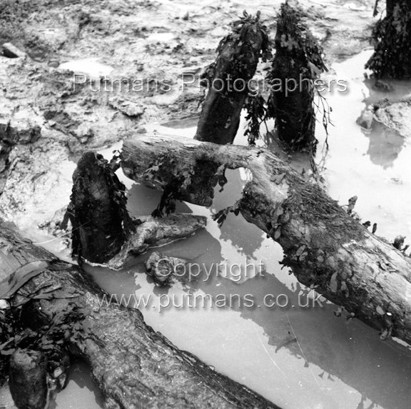 Ref 2014 Ancient wooden structure uncovered by sea at The Low 1963