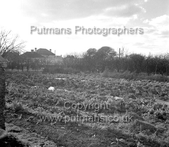 Ref 2708 Naze Nurseries c1950