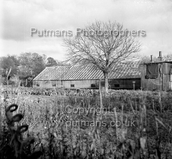Ref 2709 Naze Nurseries c1950