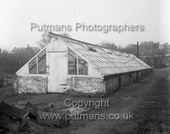Ref 2714 Naze Nurseries c1950