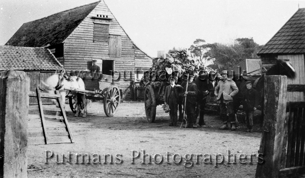 Ref 383 Farmyard at Naze