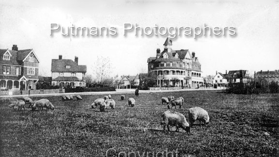 Ref OF6 Greensward with sheep grazing