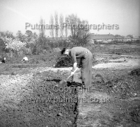 Ford Frank at Allotment