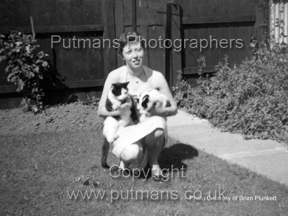 Gray Molly with cats