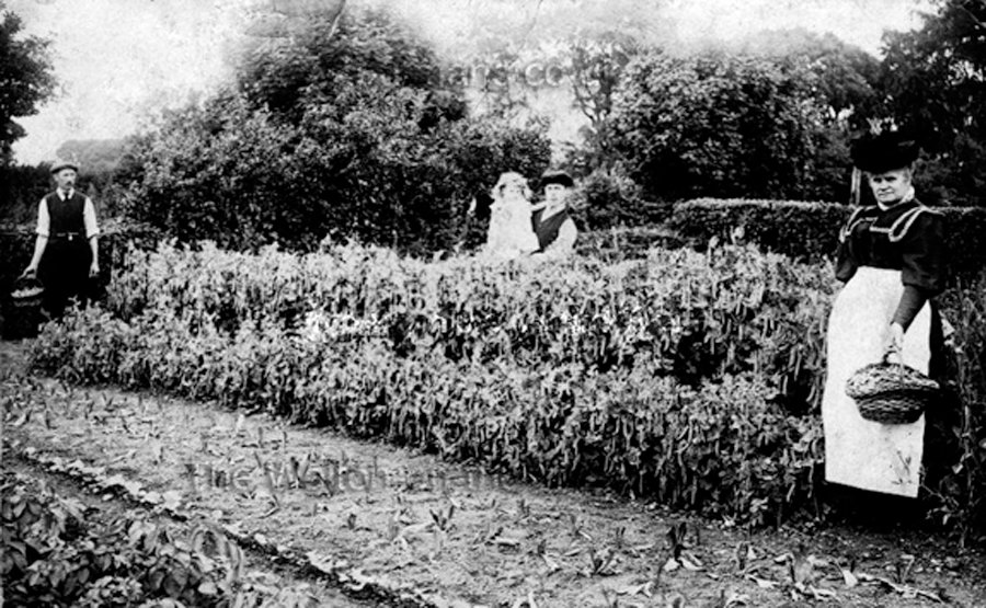 Ref 1652 A Walton garden photo by Victor Turner BUT WHERE?